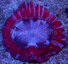 Load image into Gallery viewer, Red &amp; Blue Striped Trachyphyllia