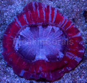 Red &amp; Blue Striped Trachyphyllia