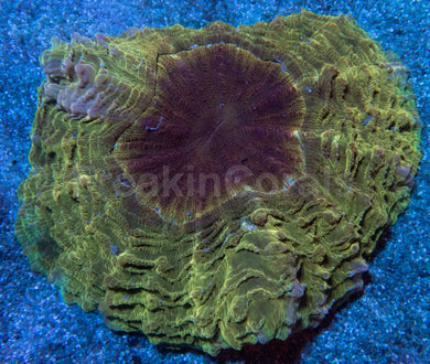 Greenish Gold Acantophyllia