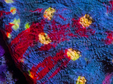 Load image into Gallery viewer, Bugatti Rainbow Chalice (Colony) – WYSIWYG