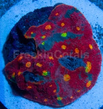 Load image into Gallery viewer, SC Rainbow Dynamite Chalice (Cut-to-Order)