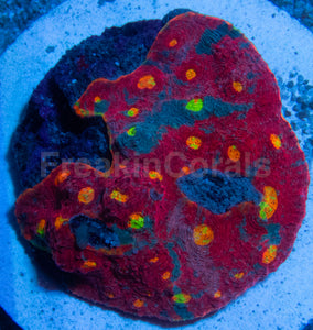 SC Rainbow Dynamite Chalice (Cut-to-Order)