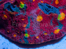Load image into Gallery viewer, SC Rainbow Dynamite Chalice (Cut-to-Order)