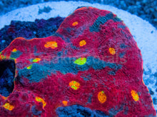 Carregar imagem no visualizador da galeria, SC Rainbow Dynamite Chalice (WYSIWYG)