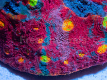 Load image into Gallery viewer, SC Rainbow Dynamite Chalice (Cut-to-Order)