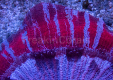 Load image into Gallery viewer, Red &amp; Blue Striped Trachyphyllia