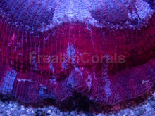 Load image into Gallery viewer, Red &amp; Blue Striped Trachyphyllia