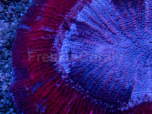Load image into Gallery viewer, Red &amp; Blue Striped Trachyphyllia