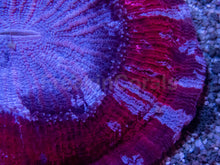 Load image into Gallery viewer, Red &amp; Blue Striped Trachyphyllia