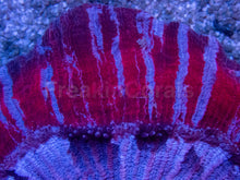 Load image into Gallery viewer, Red &amp; Blue Striped Trachyphyllia