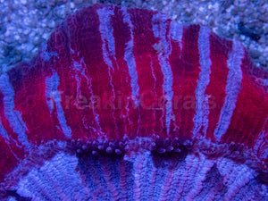 Red &amp; Blue Striped Trachyphyllia