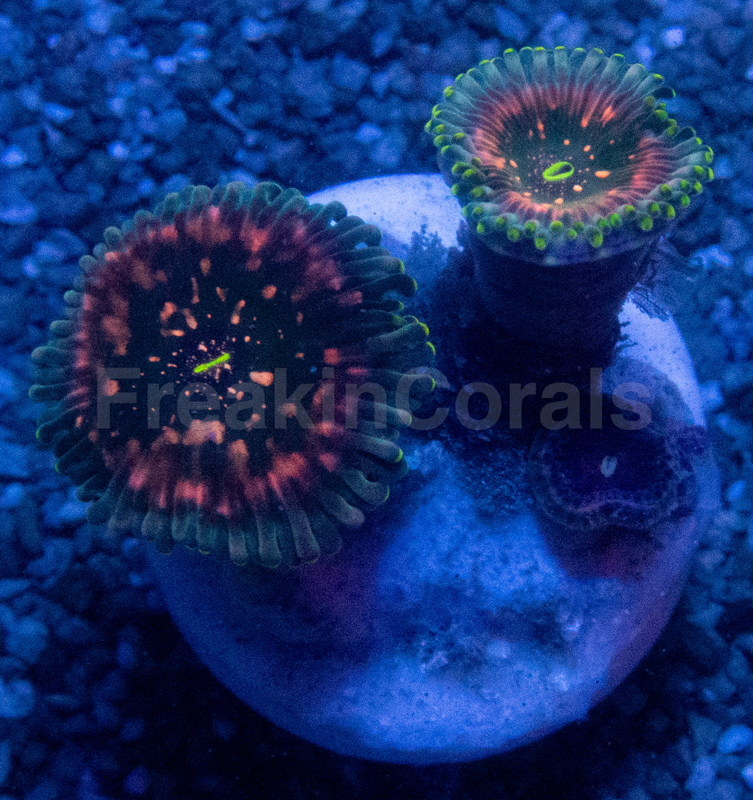 Galaxea Green Speckled Zoanthid