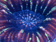 Load image into Gallery viewer, FK Blue Stripes Scolymia Aussie FK538