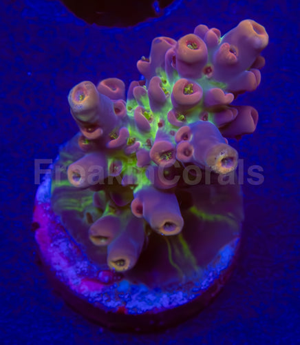 FK Purple & Green Acropora
