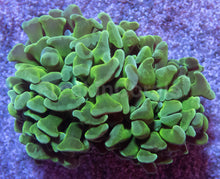 Carregar imagem no visualizador da galeria, 🌿💎 Paraancora Green Speckled Euphyllia paraancora (Green Speckled Morph – 2 Heads)