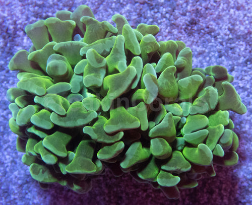 🌿💎 Paraancora Green Speckled Euphyllia paraancora (Green Speckled Morph – 2 Heads)