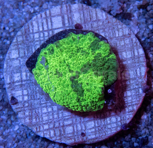 🖤💚 Shadow Bloom Discosoma Discosoma sp. (Green & Black Morph)