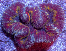 Carregar imagem no visualizador da galeria, 🌈🔥 Rainbow Heart Symphyllia Symphyllia wilsoni (Miniature Indonesian Rainbow Morph)