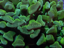 Carregar imagem no visualizador da galeria, 🌿💎 Paraancora Green Speckled Euphyllia paraancora (Green Speckled Morph – 2 Heads)