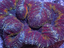 Carregar imagem no visualizador da galeria, 🌈🔥 Rainbow Heart Symphyllia Symphyllia wilsoni (Miniature Indonesian Rainbow Morph)