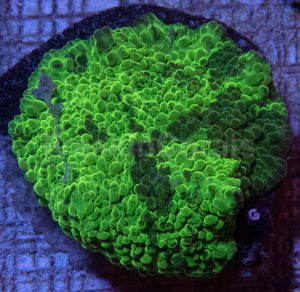 🖤💚 Shadow Bloom Discosoma Discosoma sp. (Green &amp; Black Morph)