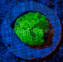 Carregar imagem no visualizador da galeria, 🖤💚 Shadow Bloom Discosoma Discosoma sp. (Green &amp; Black Morph)