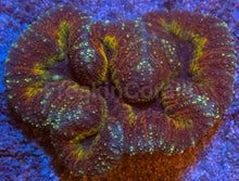 Carregar imagem no visualizador da galeria, 🌈🔥 Rainbow Heart Symphyllia Symphyllia wilsoni (Miniature Indonesian Rainbow Morph)