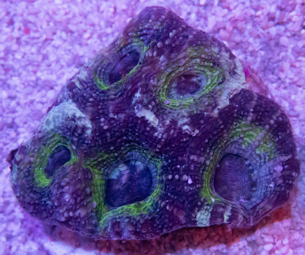 FK Ice Age Bowerbanki Acanthastrea FK272