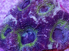 Load image into Gallery viewer, FK Ice Age Bowerbanki Acanthastrea FK272