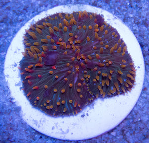 FK Vulcano Cycloseris (Collector Coral) FK600