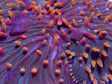 Load image into Gallery viewer, FK Vulcano Cycloseris (Collector Coral) FK600
