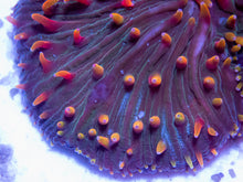 Load image into Gallery viewer, FK Vulcano Cycloseris (Collector Coral) FK600