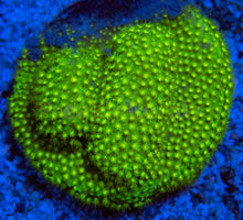 Carregar imagem no visualizador da galeria, FK Green Leptoseris Australia (Rare Color - Unique Frag)