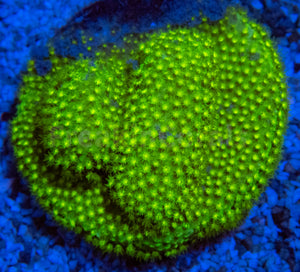 FK Green Leptoseris Australia (Rare Color - Unique Frag)