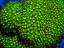 Carregar imagem no visualizador da galeria, FK Green Leptoseris Australia (Rare Color - Unique Frag)