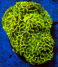 Carregar imagem no visualizador da galeria, FK Holy Grail Blotchy Ancora Euphyllia (Master Piece - Collector Coral(