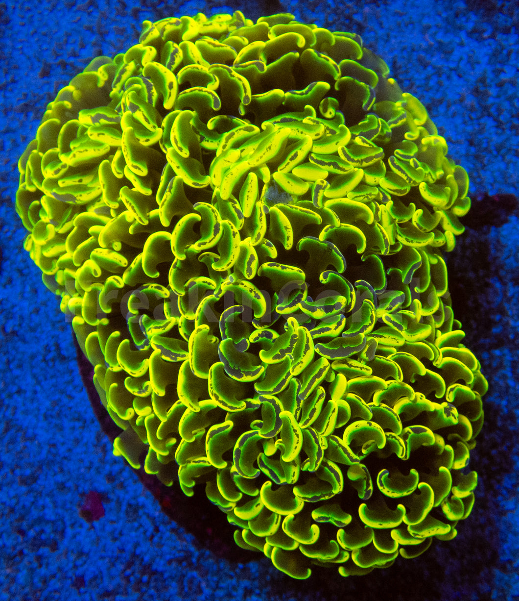 FK Holy Grail Blotchy Ancora Euphyllia (Master Piece - Collector Coral(