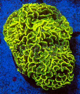 FK Holy Grail Blotchy Ancora Euphyllia (Master Piece - Collector Coral(