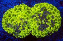 Load image into Gallery viewer, FK Blotchy Toxic Yellow Ancora Euphyllia