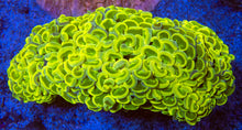 Load image into Gallery viewer, FK Toxic Yellow Ancora Euphyllia