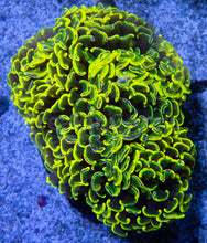 Load image into Gallery viewer, FK Holy Grail Blotchy Ancora Euphyllia (Master Piece - Collector Coral(