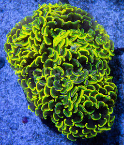 FK Holy Grail Blotchy Ancora Euphyllia (Master Piece - Collector Coral(