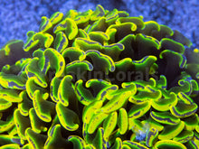 Carregar imagem no visualizador da galeria, FK Holy Grail Blotchy Ancora Euphyllia (Master Piece - Collector Coral(