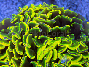 FK Holy Grail Blotchy Ancora Euphyllia (Master Piece - Collector Coral(