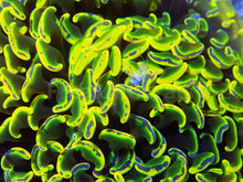 Load image into Gallery viewer, FK Holy Grail Blotchy Ancora Euphyllia (Master Piece - Collector Coral(