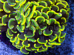 FK Holy Grail Blotchy Ancora Euphyllia (Master Piece - Collector Coral(