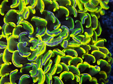 Load image into Gallery viewer, FK Holy Grail Blotchy Ancora Euphyllia (Master Piece - Collector Coral(