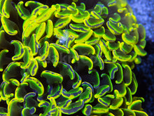 Load image into Gallery viewer, FK Holy Grail Blotchy Ancora Euphyllia (Master Piece - Collector Coral(