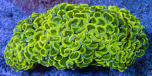 Load image into Gallery viewer, FK Toxic Yellow Ancora Euphyllia