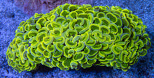 Load image into Gallery viewer, FK Toxic Yellow Ancora Euphyllia